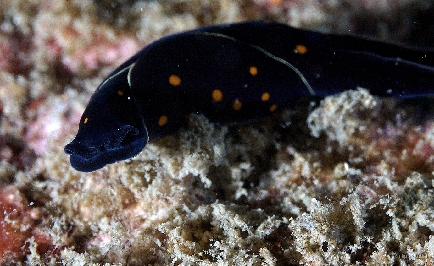 Birmanie - Mergui - 2018 - DSC03089 - Headshield ind. - Limace de mer ind. - Philinopsis  ind.jpg